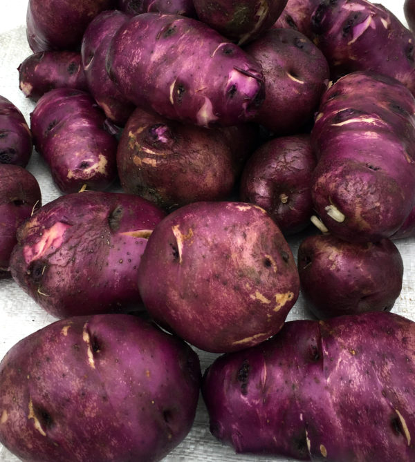 A collection of waiporoporo [purple] maori potatoes.