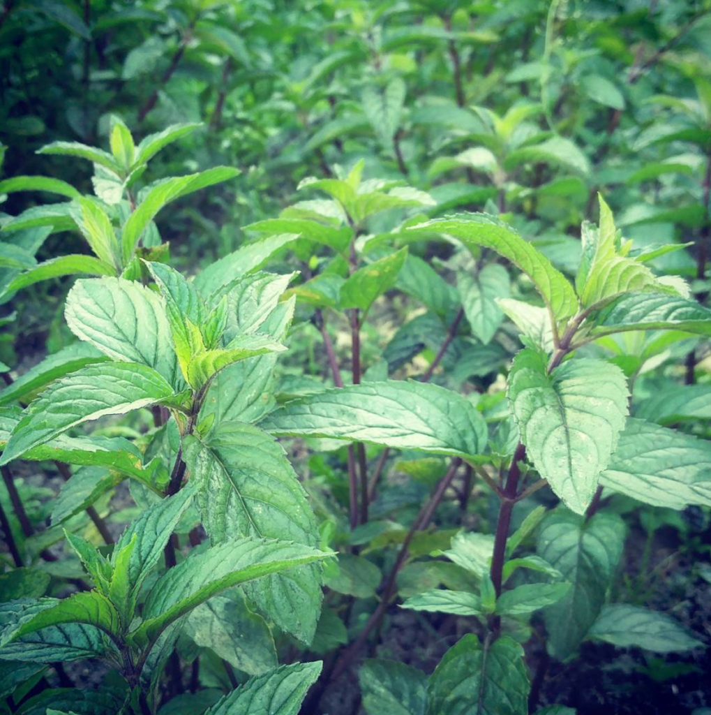 pepper mint leaves